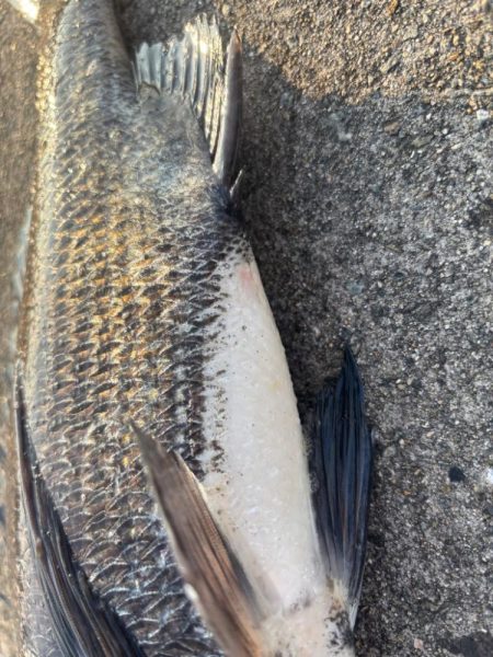 エビ撒きでクロダイ釣れました