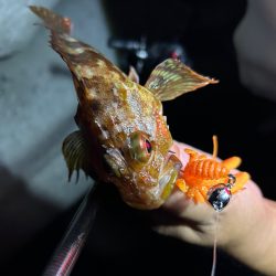 ロックフィッシュ