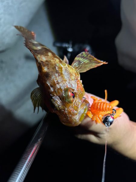 ロックフィッシュ