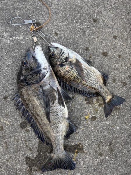 エビ撒きでチヌ好調です