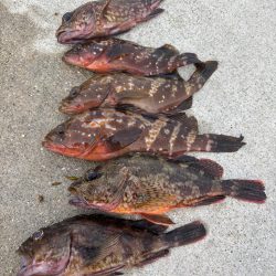 ロックフィッシュ釣行