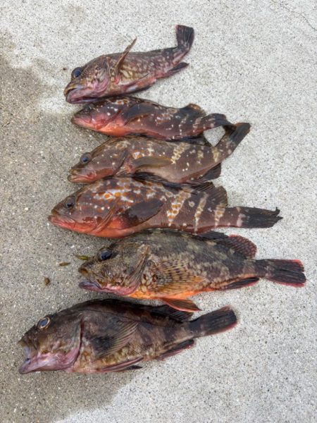ロックフィッシュ釣行