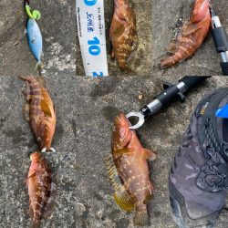 朝マヅメロックフィッシュ