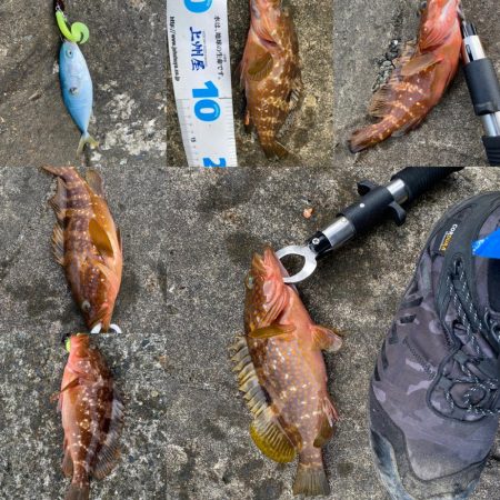 朝マヅメロックフィッシュ