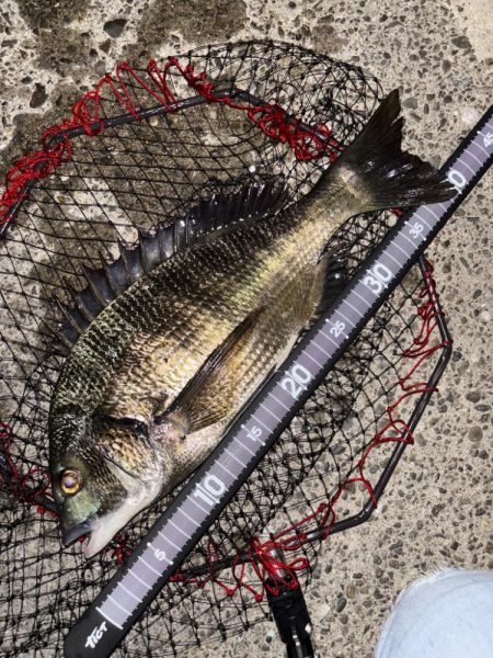 ヘチってきました