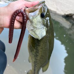 ロングワーム炸裂