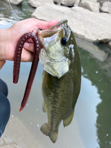 ロングワーム炸裂