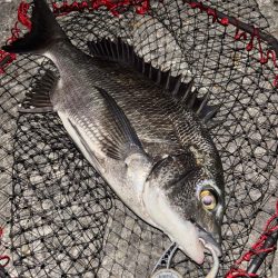 ヘチってきました