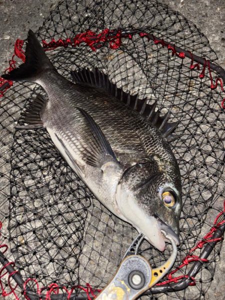 ヘチってきました