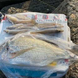 猛暑のシロギスタ