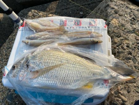 猛暑のシロギスタ