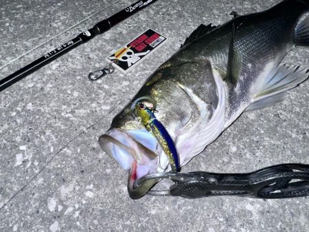 釣れない時はいないんじゃなくてボトムネチリ…