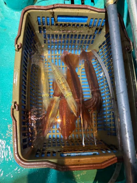 4回目イカメタル