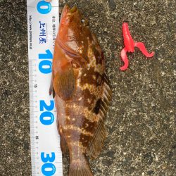 キジハタゲーム