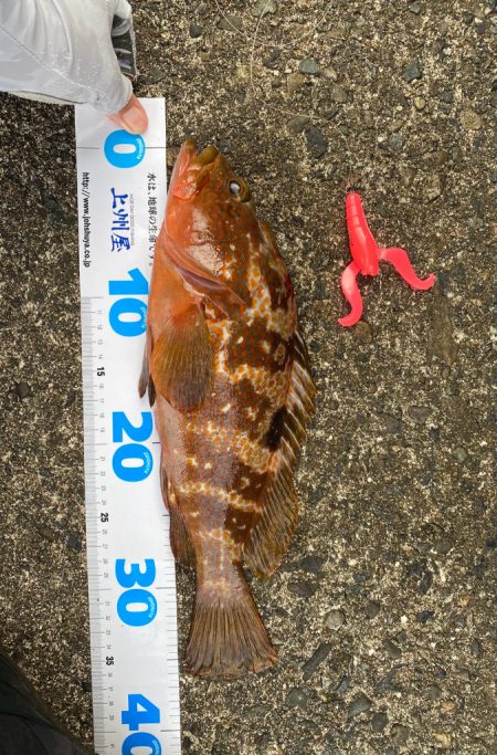 キジハタゲーム