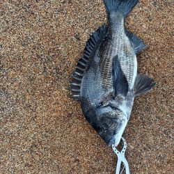 雨の中、魚達の活性高いです♪