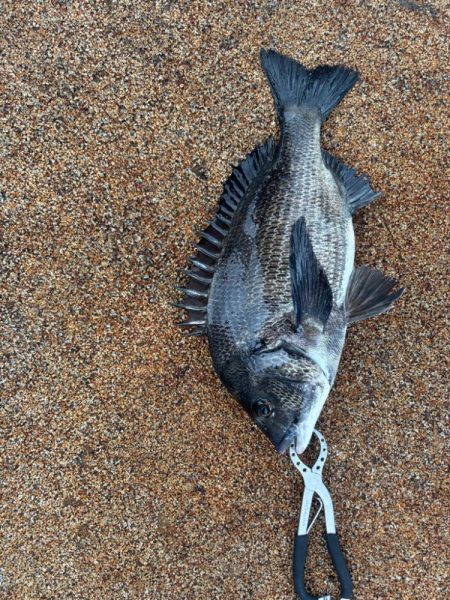 雨の中、魚達の活性高いです♪