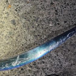 太刀魚とアオリ