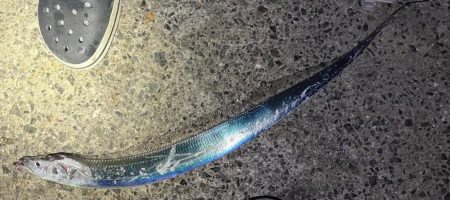 太刀魚とアオリ