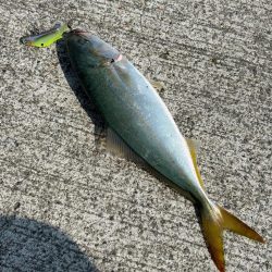 エギング2時間青物2時間