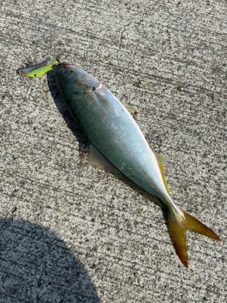 エギング2時間青物2時間