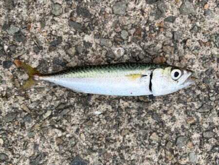 ジグサビキ　19