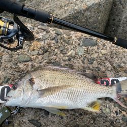 夕刻のシロギスタ