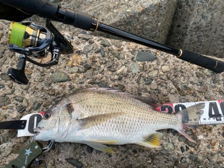 夕刻のシロギスタ