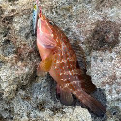 外道でしたが、、