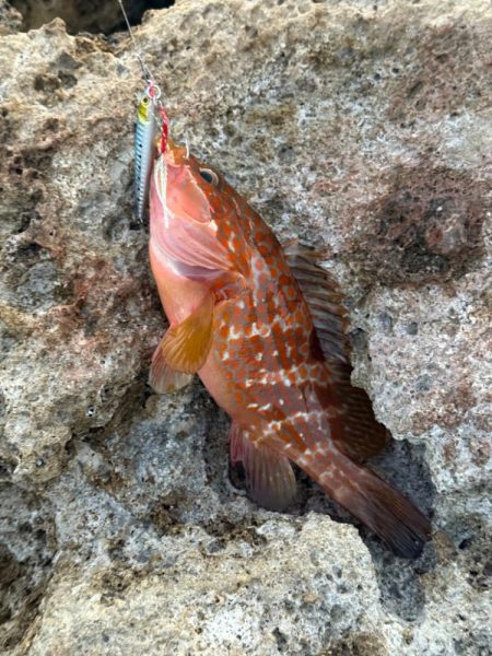 外道でしたが、、