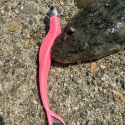 フラットフィッシュ