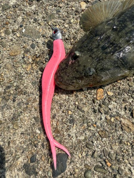 フラットフィッシュ