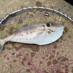 カワハギさん！