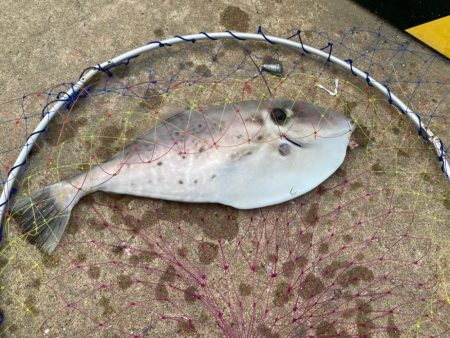 カワハギさん！