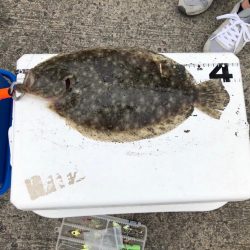 のませでヒラメ