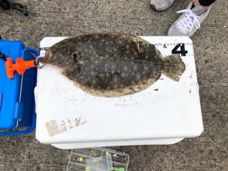 のませでヒラメ