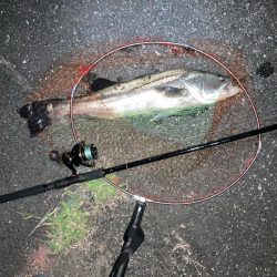 初!夜の電気ウキ釣り