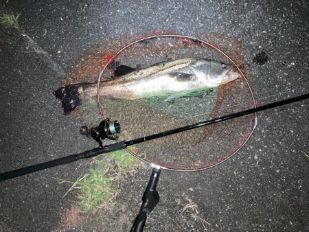 初！夜の電気ウキ釣り