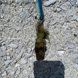 小さいけど　秋イカ開幕？