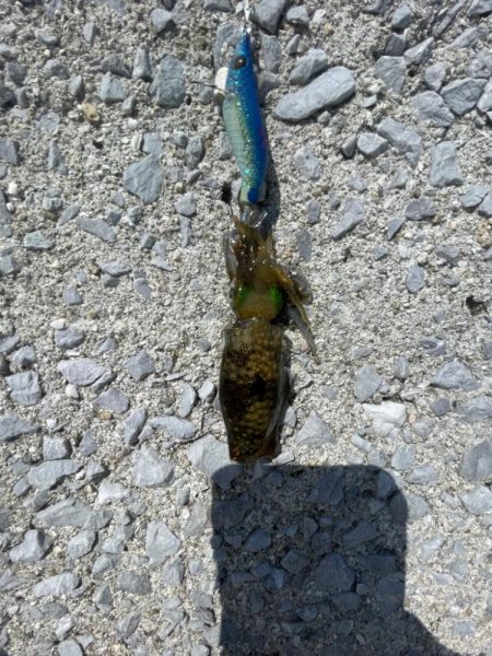 小さいけど 秋イカ開幕?