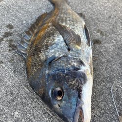 終わりかけにチヌ釣れした！