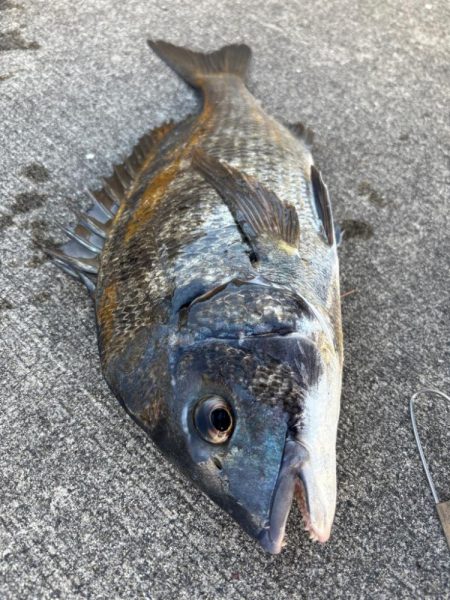 終わりかけにチヌ釣れした！