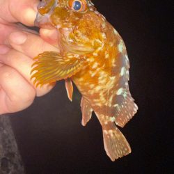 盆休み最後の釣りはアジング