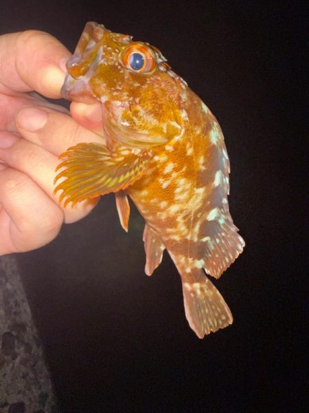 盆休み最後の釣りはアジング