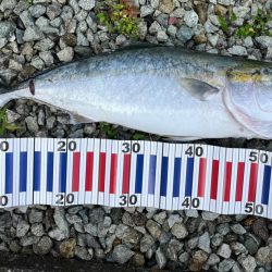 久しぶりの青物