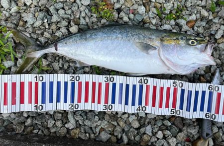 久しぶりの青物