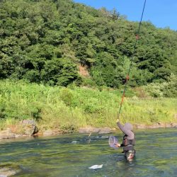 鮎の友釣り