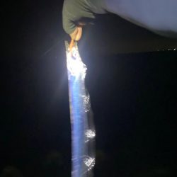 カツオ・アジ・太刀魚