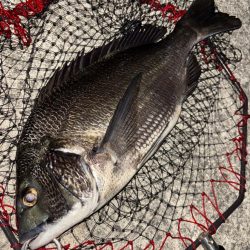 ヘチってきました