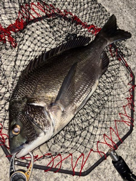 ヘチってきました